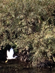 Egretta garzetta