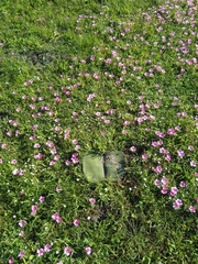 Haemanthus sanguineus