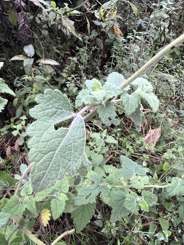 Lourteigia ballotifolia, photograph 4
