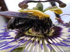 Xylocopa violacea