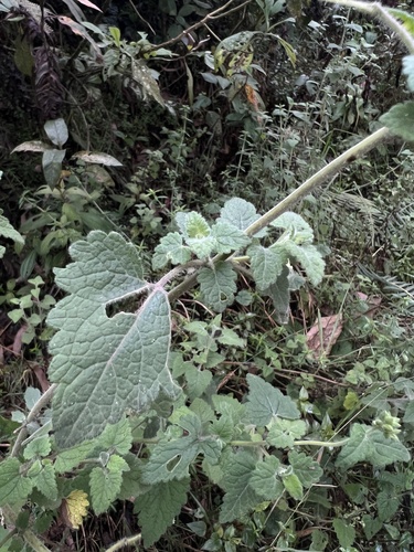 Lourteigia ballotifolia, photograph 5