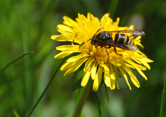 Dolichovespula adulterina