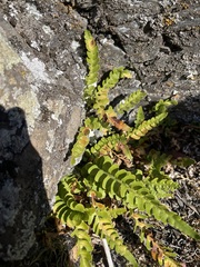 Polypodium amorphum