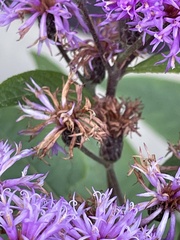 Vernonia
