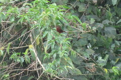 Ramphocelus carbo