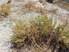 Gypsophila struthium