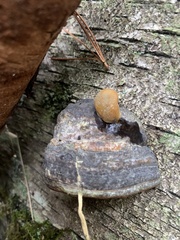 Phellinus nigricans