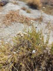 Gypsophila struthium