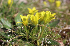 Gagea bohemica