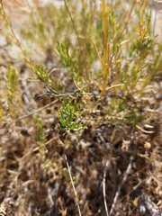 Gypsophila struthium