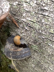 Phellinus nigricans