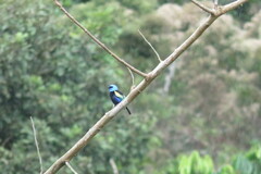 Stilpnia cyanicollis