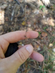 Chasmanthium sessiliflorum