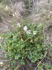 Pelargonium elongatum