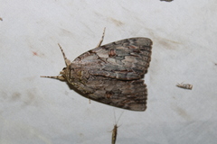 Catocala subnata