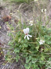 Pelargonium elongatum