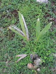 Arecoideae