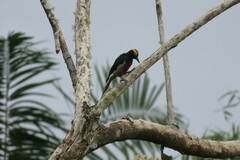 Melanerpes cruentatus