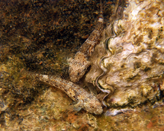 Bathygobius cocosensis