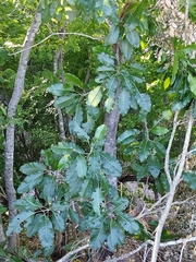 Cupania