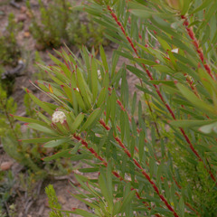 Leucadendron lanigerum lanigerum