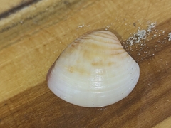 Anomalocardia flexuosa