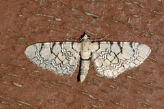 Eupithecia venosata