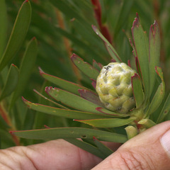 Leucadendron lanigerum lanigerum