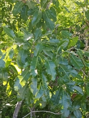 Cupania