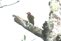 Colaptes punctigula
