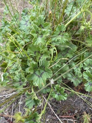 Pelargonium elongatum
