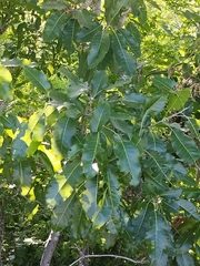 Cupania