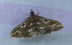 Ischnurges illustralis
