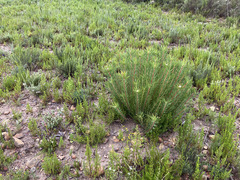 Leucadendron lanigerum lanigerum