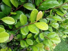 Diospyros ferrea