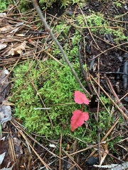 Acer ginnala