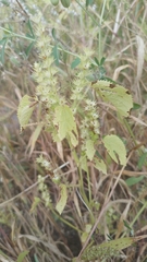 Acalypha ostryifolia