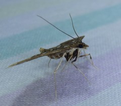 Ischnurges illustralis