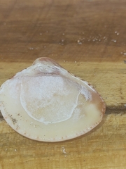 Anomalocardia flexuosa