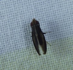 Cephaloconus tenebrosus