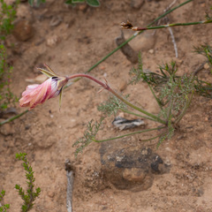 Monsonia speciosa