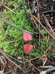 Acer ginnala