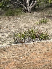 Yucca rupicola
