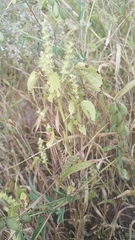 Acalypha ostryifolia