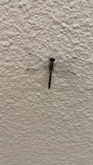 Erythrodiplax minuscula