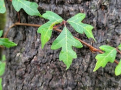Toxicodendron radicans