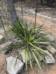 Yucca rupicola