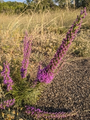 Liatris punctata mucronata
