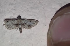 Sufetula