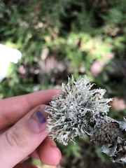 Ramalina dilacerata